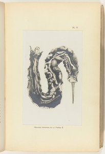 Rozciąć żmiję z widocznymi narządami Organes internes de la Vipere (tytuł na obiekcie) autorstwa Adolphe Louis Donnadieu