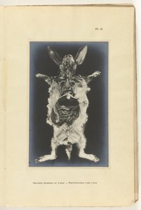 Królik rozcięty z widocznymi organami Organes internes du lapin - Fotografia dans l