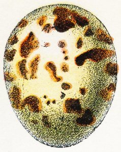 Jajo krogulca zwyczajnego, 1923