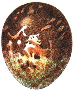 Jajo myszołowa (Pernis apivorus), 1923 autorstwa Adolphe Philippe Millot