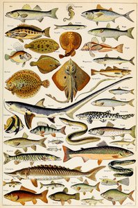 Ilustracja przedstawiająca jadalną rybę, ok. 1923
