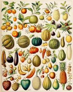 Ilustracja owoców ok. 1923 r. autorstwa Adolphe Philippe Millot