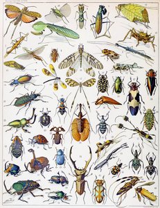 Ilustracja owadów ok. 1923 r.