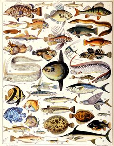 Ilustracja ryby morskiej ok. 1923 r.