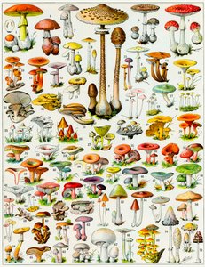 Ilustracja grzybów ok. 1923 r.