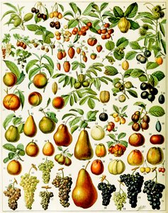 Ilustracja owoców ok. 1923 r.