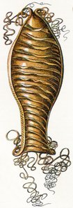 Skrzynia z prążkowanym jajkiem rekina (Scyliorhinus), 1923 autorstwa Adolphe Philippe Millot