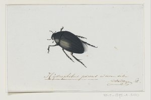 Chrząszcz czarnowodny Hydrophilus picens (tytuł na obiekcie) autorstwa Adriaan van der Willigen