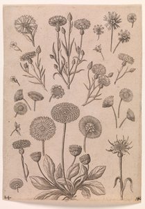Chabry autorstwa Adriaen Collaert