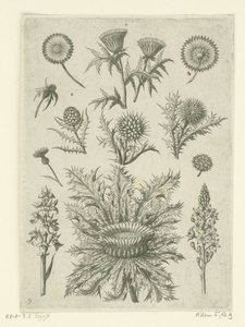 Odległe na różne sposoby Florilegium (tytuł serii) autorstwa Adriaen Collaert
