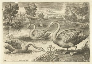 Trzy łabędzie w stawie Ptaki (tytuł serii) Avium vivae (tytuł serii) autorstwa Adriaen Collaert