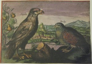 Orzeł i kuropatwa, Iconotheca Valvasoriana autorstwa Adriaen Collaert