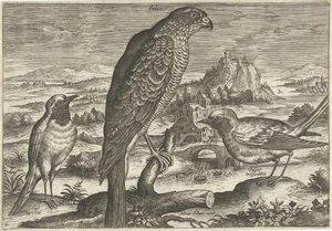 Niektóre ptaki w krajobrazie Ptaki (tytuł serii) Avivm vivae (tytuł serii) autorstwa Adriaen Collaert