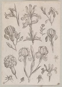 Irysy autorstwa Adriaen Collaert