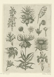 Korona cesarska, orchidea i konwalie Florilegium (tytuł serii) autorstwa Adriaen Collaert