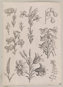 Lilie autorstwa Adriaen Collaert