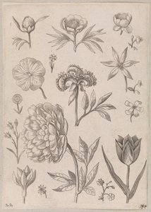 Piwonia autorstwa Adriaen Collaert