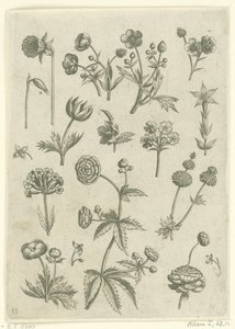 Ranonkels, primula en boterbloemen Florilegium (tytuł serii) autorstwa Adriaen Collaert