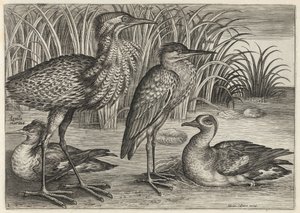  autorstwa Adriaen Collaert