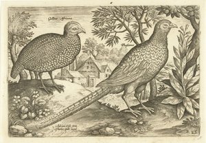 Dwie kury w krajobrazie Avivm Vivae (tytuł serii) Ptaki (tytuł serii) autorstwa Adriaen Collaert