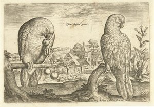 Dwie papugi w krajobrazie Avium Vivae (tytuł serii) Ptaki (tytuł serii) autorstwa Adriaen Collaert