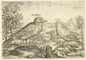 Dwa ptaki w krajobrazie Ptaki (tytuł serii) Avium Vivae (tytuł serii) autorstwa Adriaen Collaert