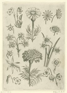 Różne kwiaty, fiołki i żonkile Florilegium (tytuł serii) autorstwa Adriaen Collaert