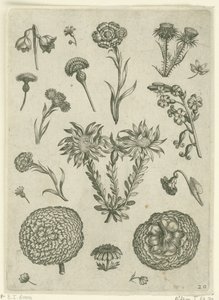 Różne kwiaty, w tym chryzantema i oset Florilegium (tytuł serii) autorstwa Adriaen Collaert