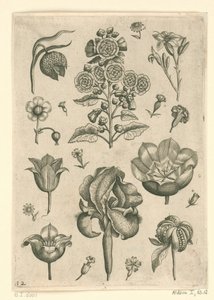 Różne kwiaty, w tym irys i fiołek Florilegium (tytuł serii) autorstwa Adriaen Collaert