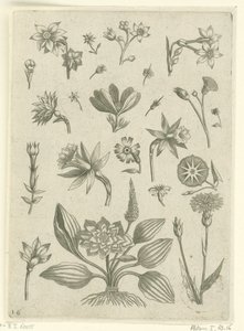 Różne kwiaty, w tym żonkile trąbkowe Florilegium (tytuł serii) autorstwa Adriaen Collaert