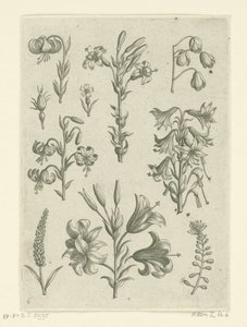 Cztery duże lilie i kilka mniejszych kwiatów Florilegium (tytuł serii) autorstwa Adriaen Collaert