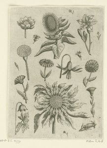 Słonecznik i inne kwiaty. Florilegium (tytuł serii) autorstwa Adriaen Collaert