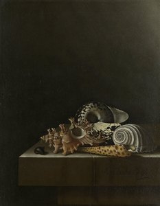 Muszle na kamiennym cokole autorstwa Adrian Coorte