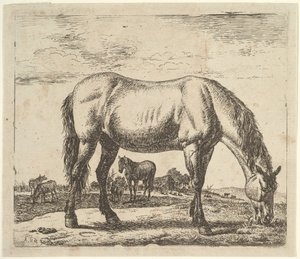 Pasący się koń, z różnych zwierząt. autorstwa Adriaen van de Velde