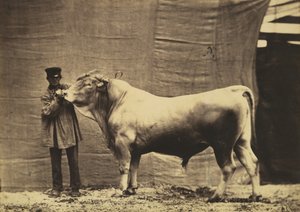 [Bull z Glene, Kanton Fryburg],