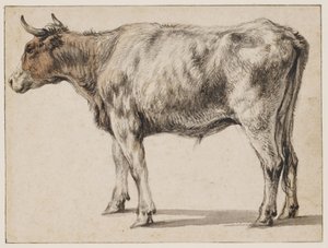 Stojący młody byk autorstwa Aelbert Cuyp