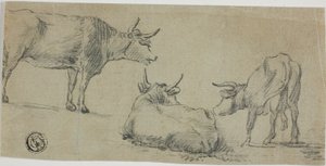 Trzy szkice krów autorstwa Aelbert Cuyp