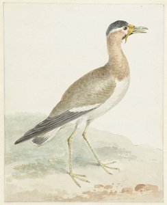 Żółto-brązowa czajka autorstwa Aert Schouman (possibly)