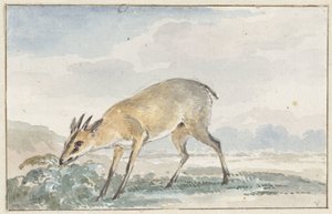 Perliczka lub Sylvicapra Grimmia autorstwa Aert Schouman