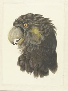 Głowa Kakadu Głowa papugi (tytuł na obiekcie) autorstwa Aert Schouman