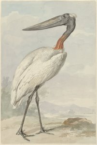 Jabiroe (mikteria Jabiroe) autorstwa Aert Schouman
