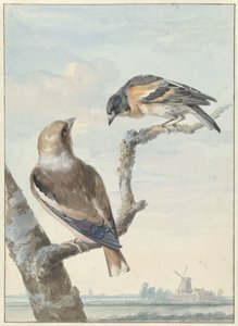 Dwa ptaki: grubodziób zwyczajny (Coccothraustes coccothraustes) i warownia (Fringilla montifringilla) autorstwa Aert Schouman
