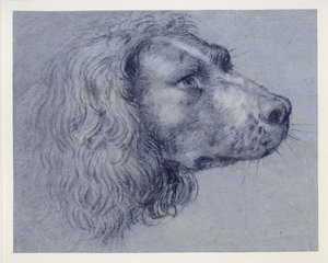 Studium głowy spaniela autorstwa Agostino Carracci