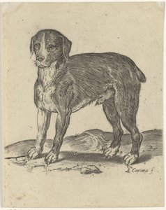 stojący pies autorstwa Agostino Carracci