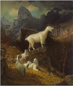 Kozy Gór Skalistych, ok.1885 (olej na płótnie) autorstwa Albert Bierstadt