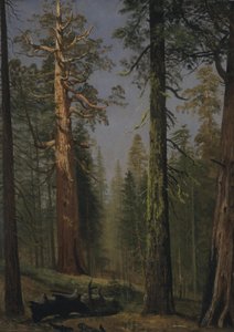 Grizzly Giant Sequoia, Mariposa Grove, Kalifornia autorstwa Albert Bierstadt