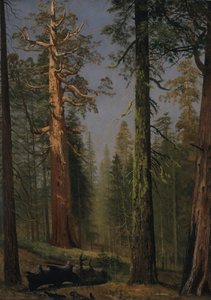 Grizzly Giant Sequoia, Mariposa Grove, Kalifornia autorstwa Albert Bierstadt