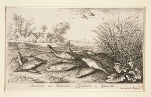 Aculeatus lub szpinak. L autorstwa Albert Flamen