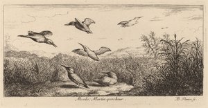 Alcedo, zimorodek