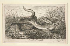 Anguilla. L autorstwa Albert Flamen